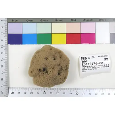 Photo from the official notice: Wilde Urnatur Moon Time Menstruations-Schwämmchen intimate care sponges — health & microbiological risk