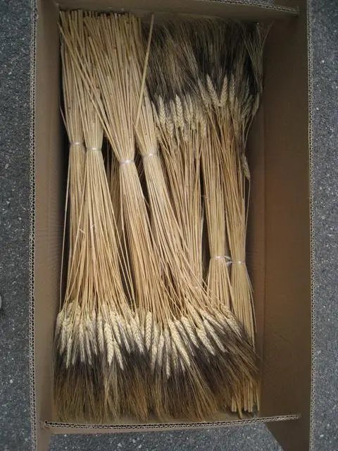 Photo de l’avis officiel: Épis de blé «Triticum — noir wisp- naturel» — risque: Risque sanitaire/autre