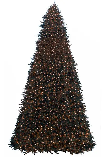 Rockefeller Pine – Giant Tree